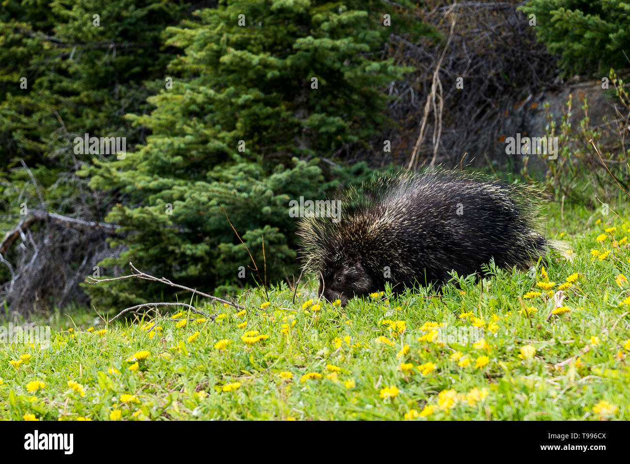 Krümmungsanalyse mit Stacheln Krümmungsanalyse mit Stacheln, Banff National Park, Alberta, Kanada Stockfoto