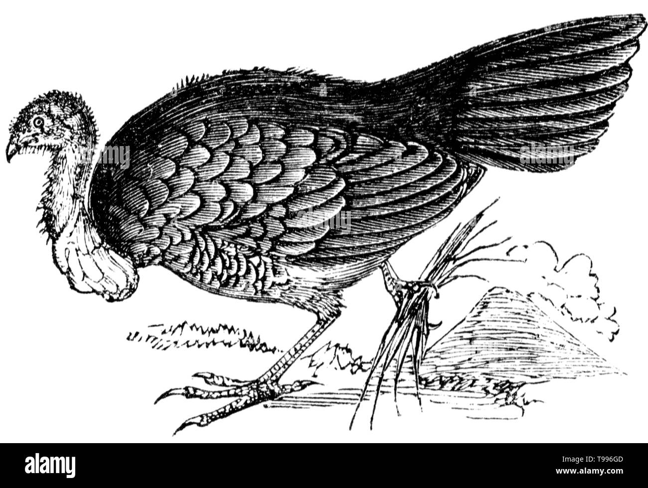 Holz graviert Illustration, von der "Schatzkammer der Natur" von Samuel Maunder, veröffentlicht 1848 Stockfoto