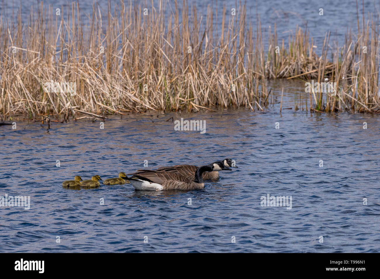 Zwei Kanadagänse (Branta canadensis) Erwachsene und fünf Gänschen (Küken) schwimmen. Stockfoto