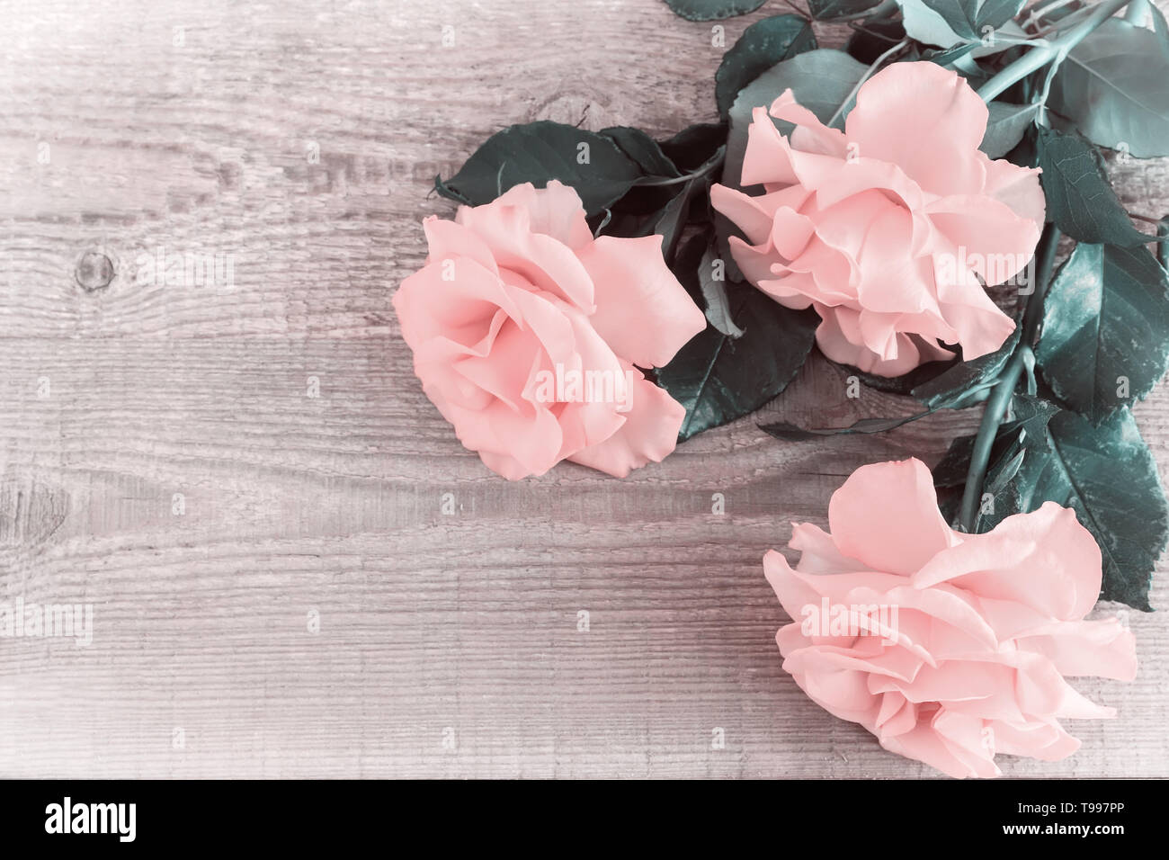 Auf einem hellen Holzmöbeln im Landhausstil Hintergrund luxuriöse Rosen mit zarten Blütenblätter. Ansicht von oben, kopieren. Stockfoto