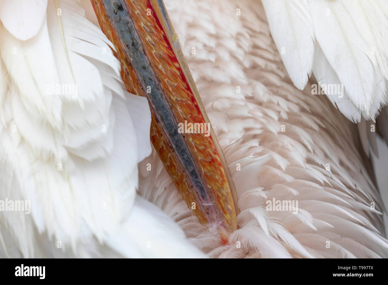 Großer weißer Pelikan (Pelecanus Onocrotalus) Stockfoto