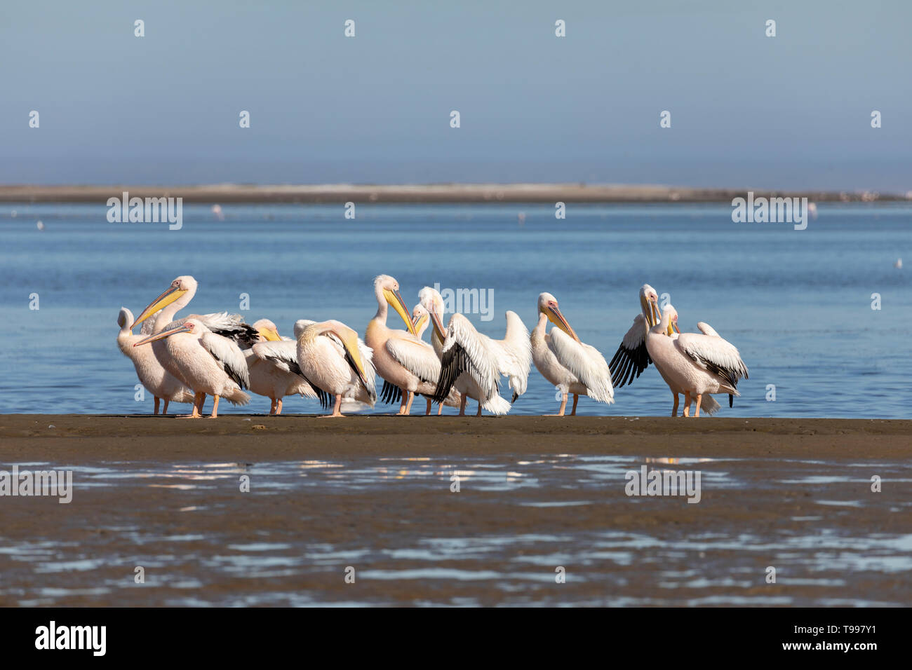 Großer weißer Pelikan (Pelecanus Onocrotalus) Stockfoto