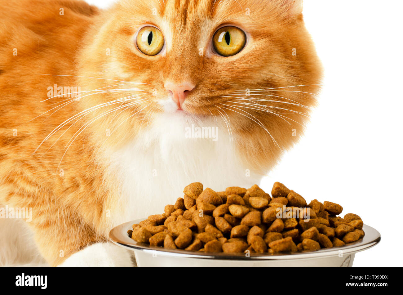Schöne Ingwer feline cat Essen auf einer Metallschüssel auf einem weißen Hintergrund. Niedliche Haustier. Stockfoto