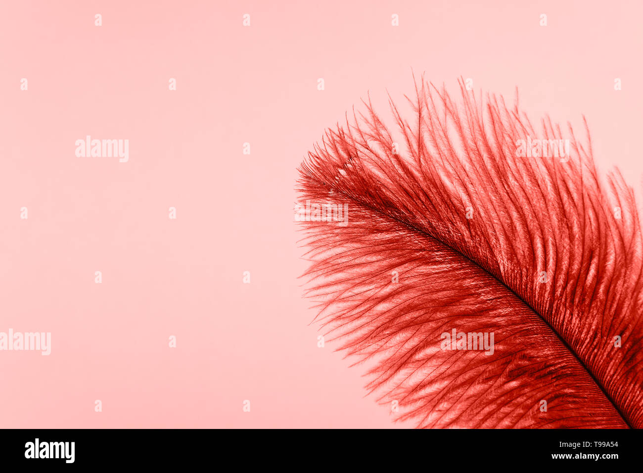 Rote künstliche Feder hautnah. Exotischen, tropischen Vogel wing Feather auf rosa Hintergrund. Mode, Ornithologie Zeitschrift Konzept. Makro Zubehör, Kleidung Dekoration Textur Stockfoto