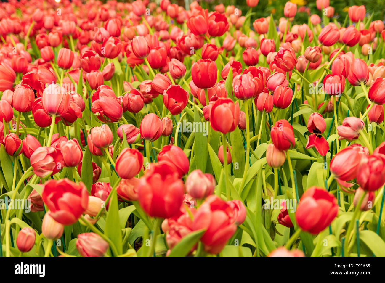 Bunte Tulpen Blumen im Frühling, rote Tulpe Stockfoto