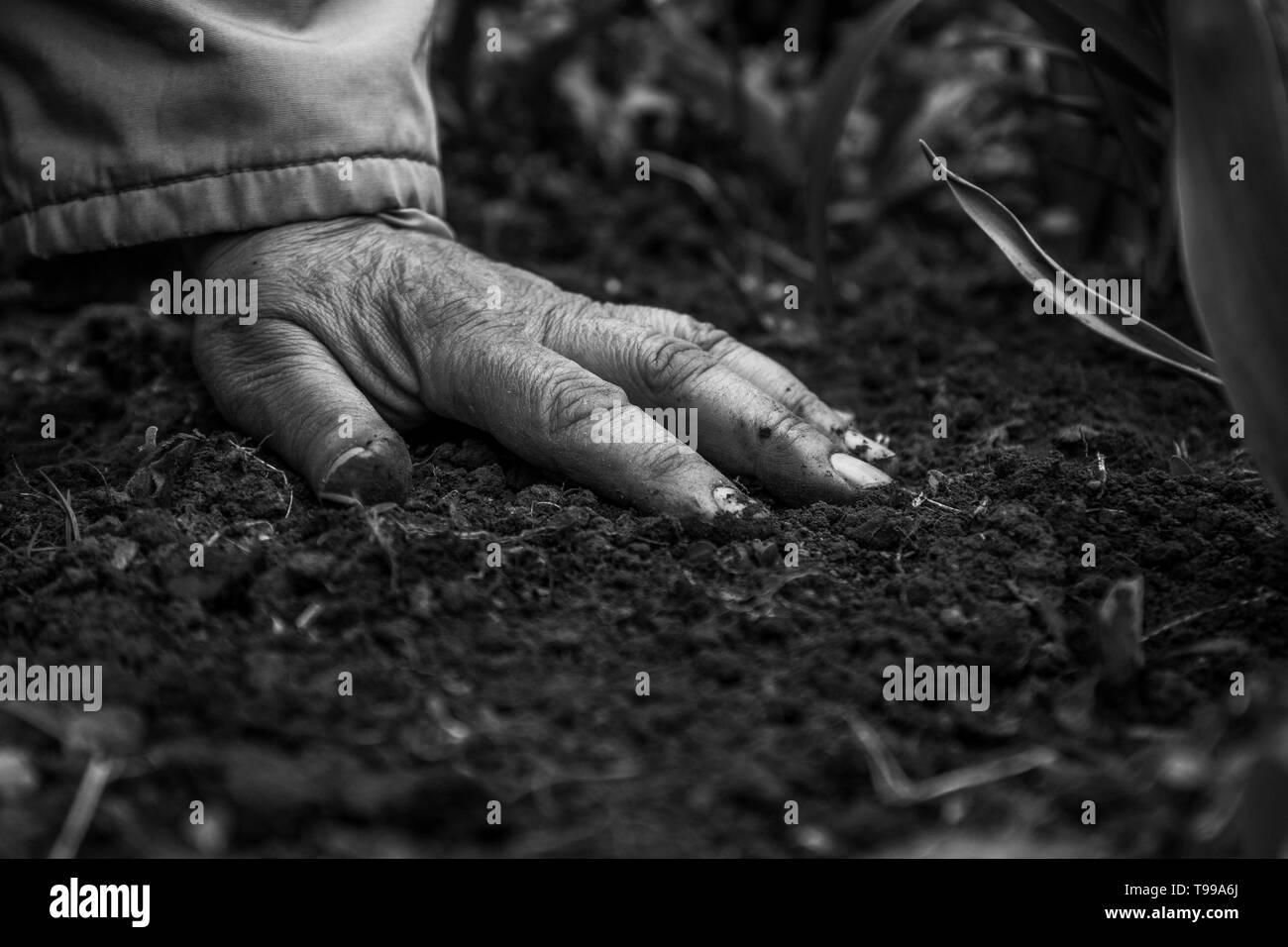 Eine weibliche alte Hand am Boden - Erde. Close-up. Monochrom, BW, Schwarz und Weiß. Konzept des Alters - Jugend, Leben, Gesundheit, Natur. Stockfoto