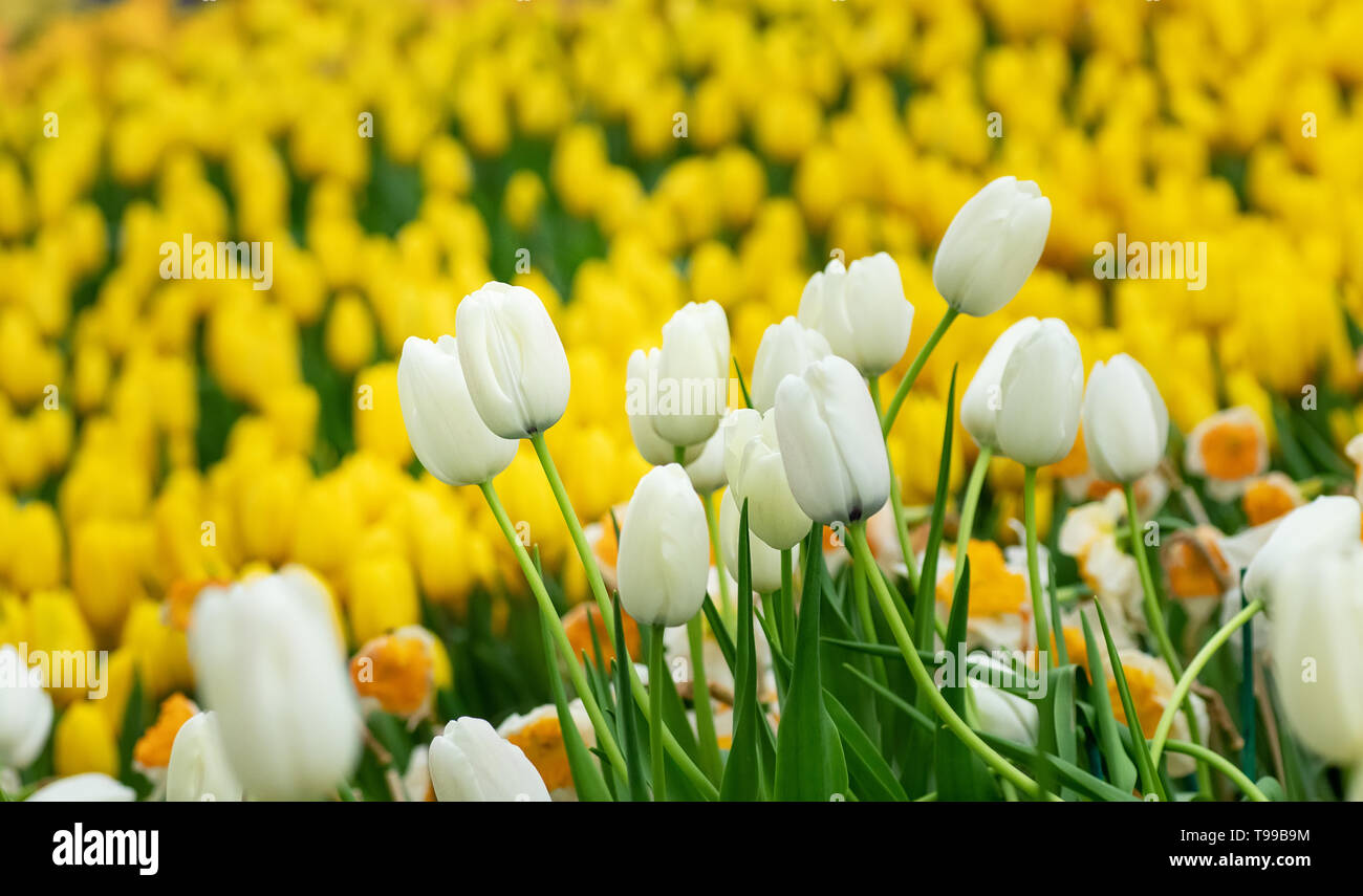 Bunte Tulpen Blumen im Frühling, weiße und gelbe Tulpe Stockfoto