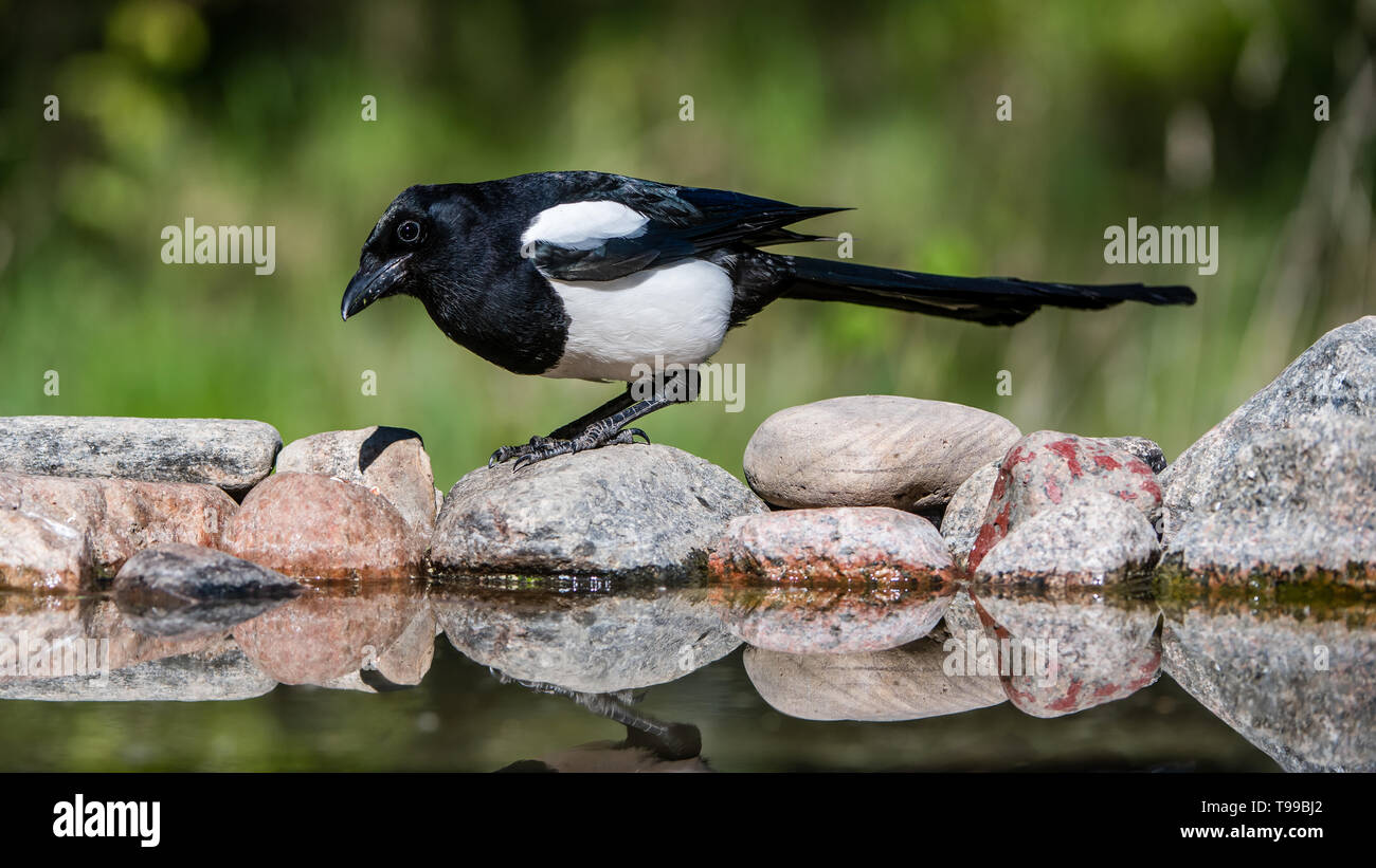 Magpie (Pica Pica) auf ihrer Jagd nach Essen, um die nestlinge, hier auf den Felsen am Teich Stockfoto