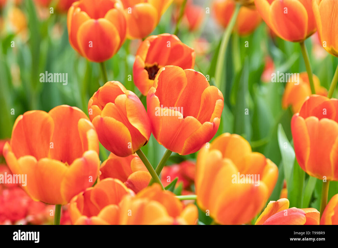 Bunte Tulpen Blumen im Frühling, orange tulip Stockfoto