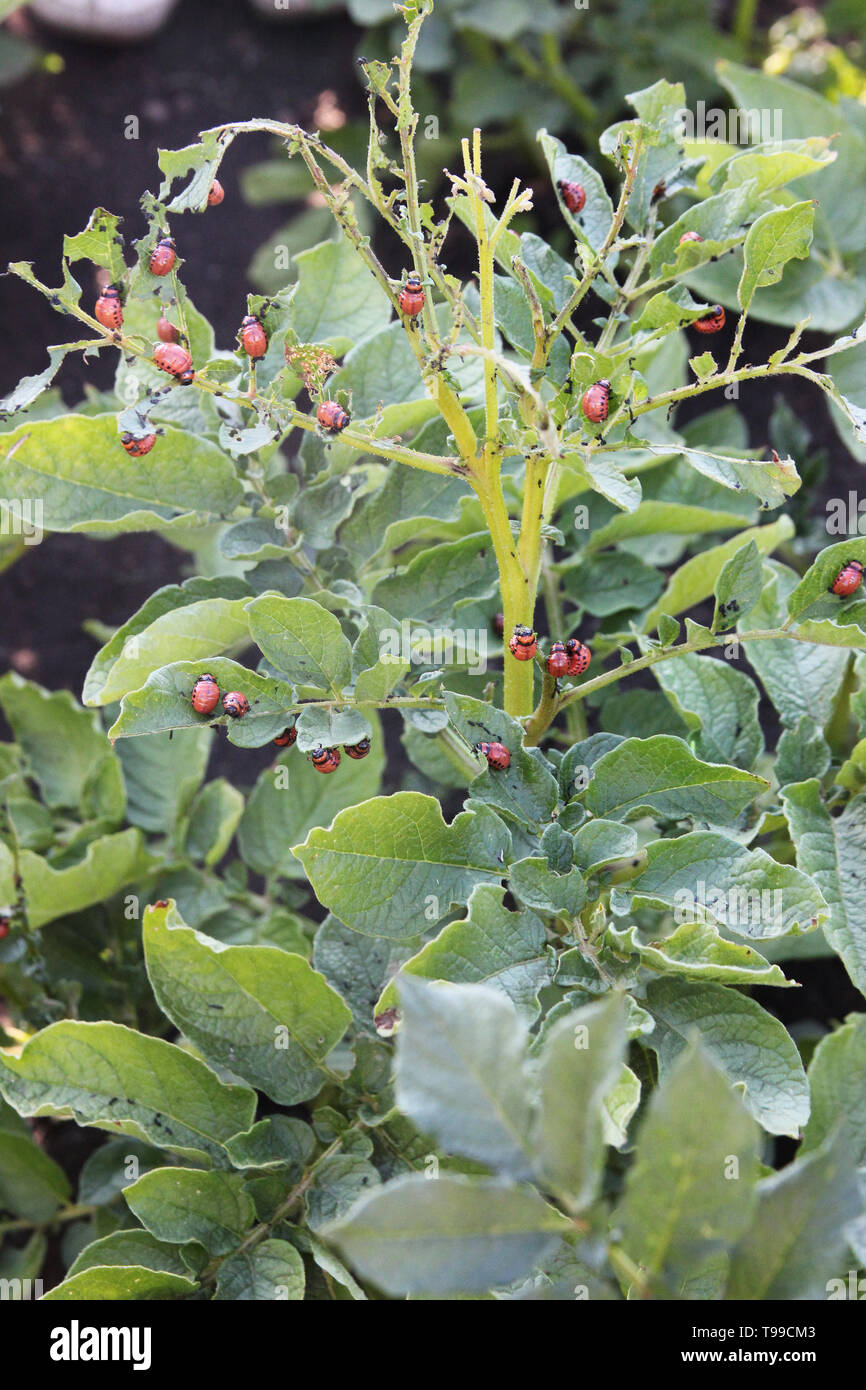 Kartoffelkäfer Larven essen grünen Kartoffel Blätter auf den Bush auf dem bewölkten Tag Stockfoto