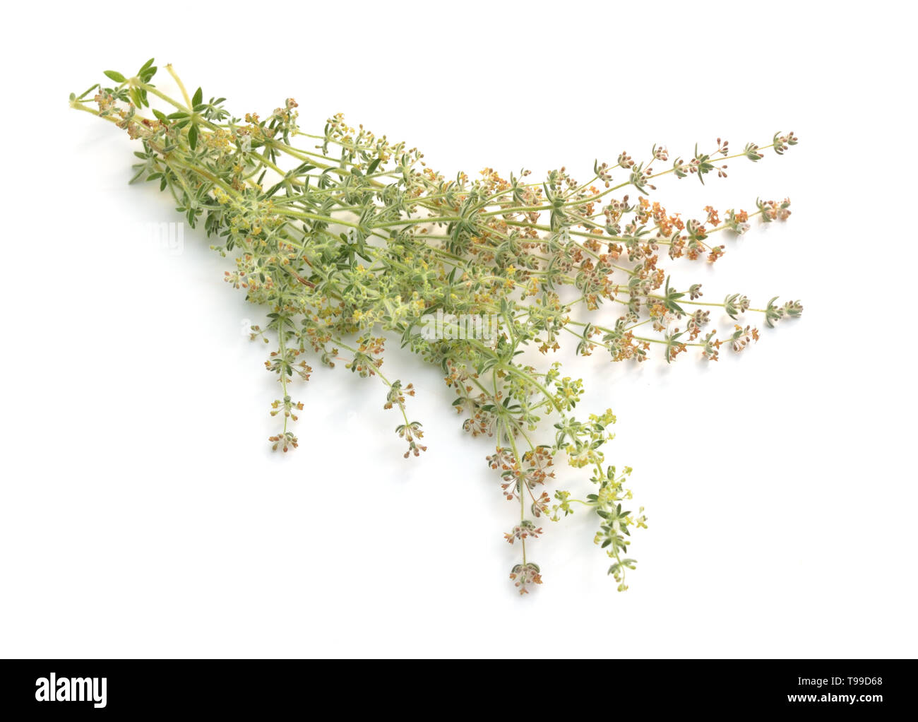 Galium humifusum oder Verbreitung bedstraw isoliert auf Weiss. Stockfoto