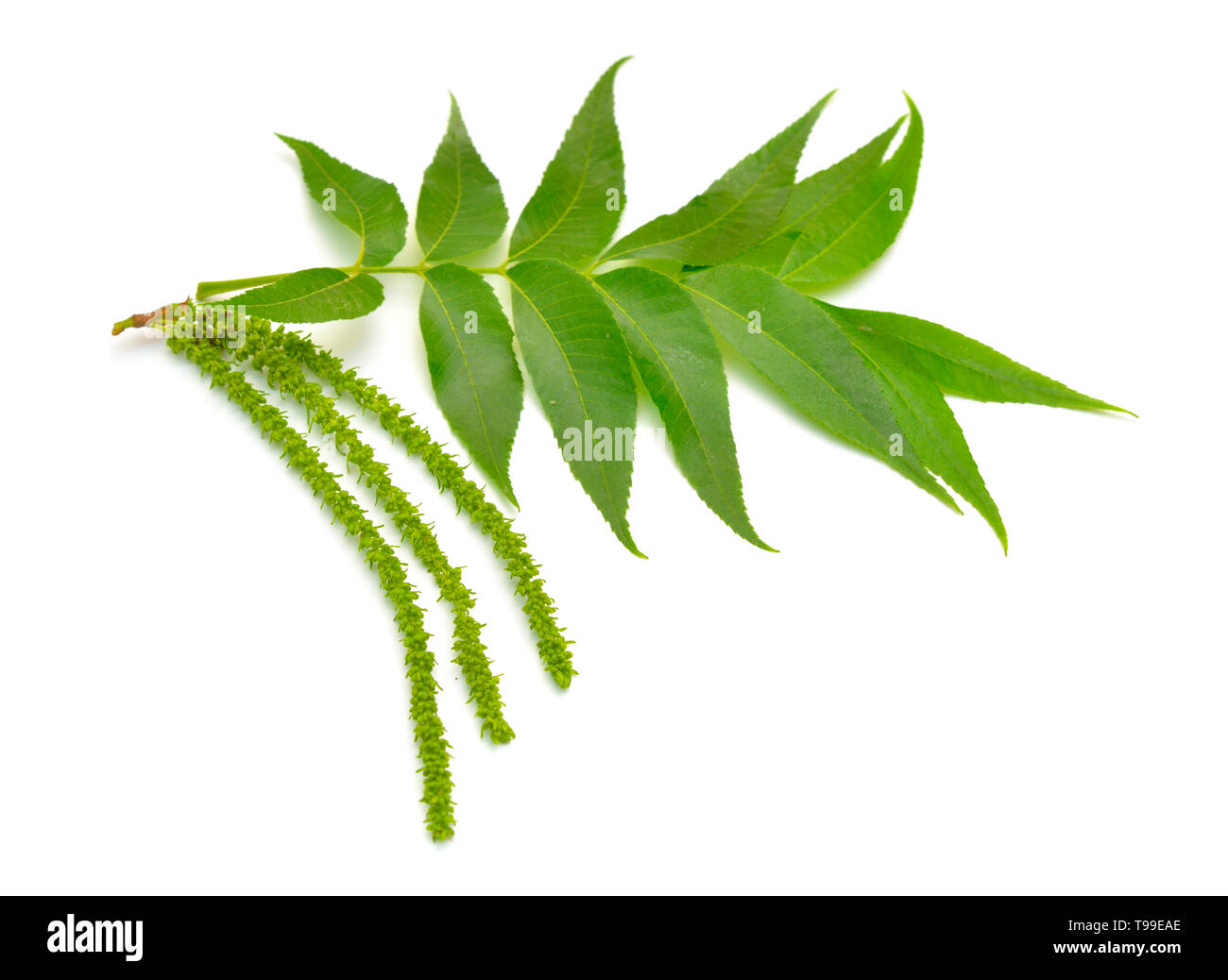 Juglans Baum Blumen. Auf weissem Hintergrund. Stockfoto