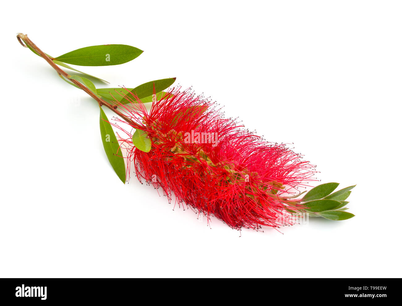 Blühende rote Melaleuca, paperbarks, Honig - myrten oder Tee - Tree, bottlebrush. Auf weissem Hintergrund. Stockfoto