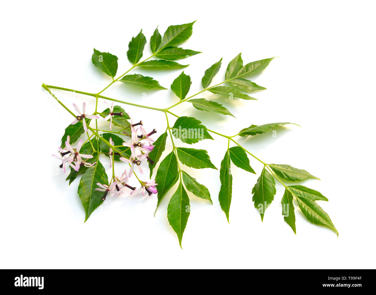 Melia azedarach, chinaberry tree Stolz Indiens Perle - Baum, Kap flieder Syringa berrytree persischer Flieder indische Flieder. Isoliert. Stockfoto