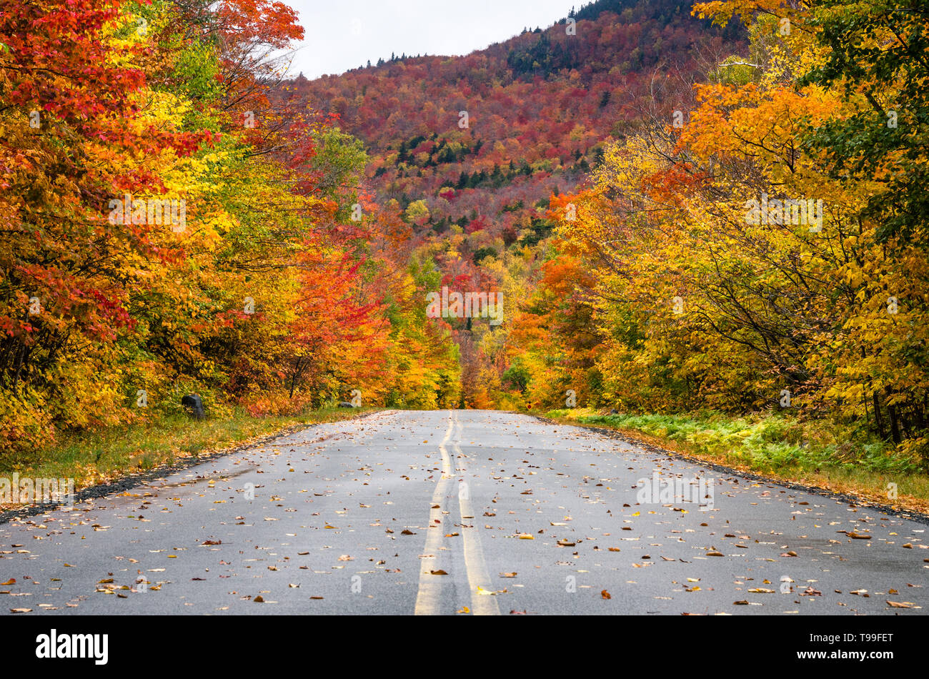 Gerader Strecke mit einem Berg Straße durch einen bunten Wald von Ahorn im Herbst Laub Höhepunkt im Herbst. Adirondacks, Upstate New York in den USA. Stockfoto