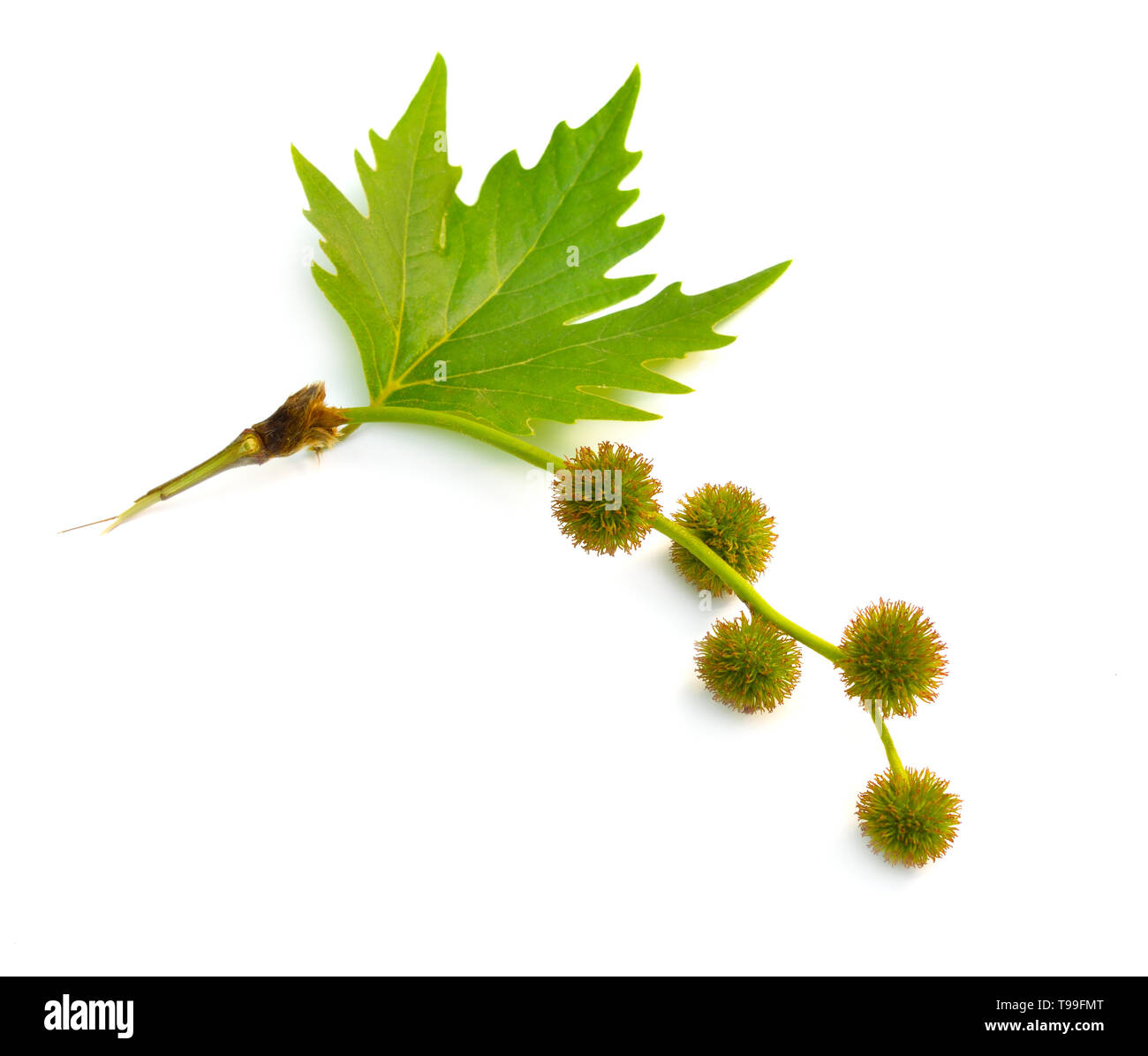 Blätter und Früchte von Platanus. Ebenen oder Platanen. Auf weissem Hintergrund. Stockfoto Blätter und Früchte von Platanus. Ebenen oder Platanen. Auf weissem Hintergrund. Stockfoto