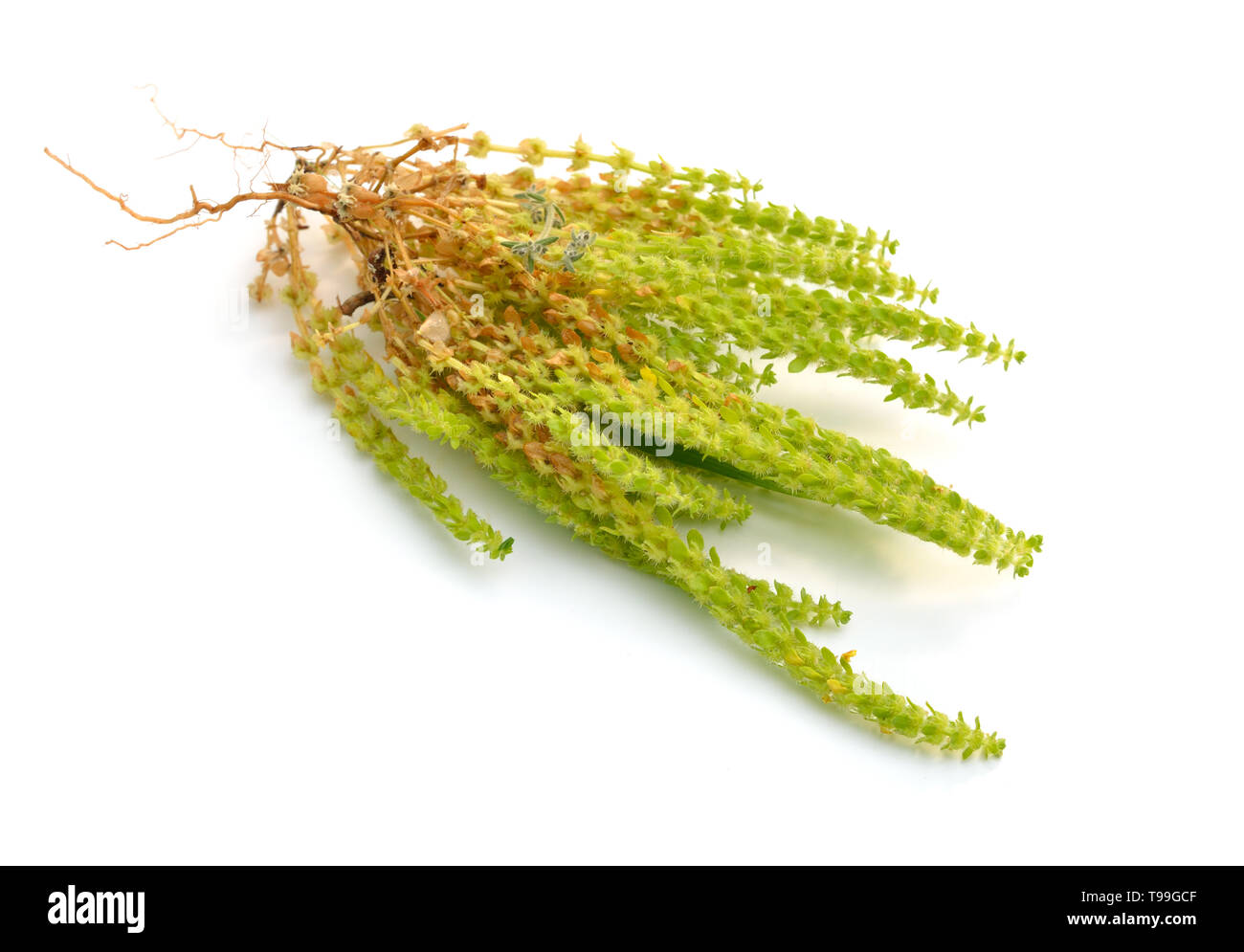 Valantia muralis Anlage. Auf weissem Hintergrund Stockfoto