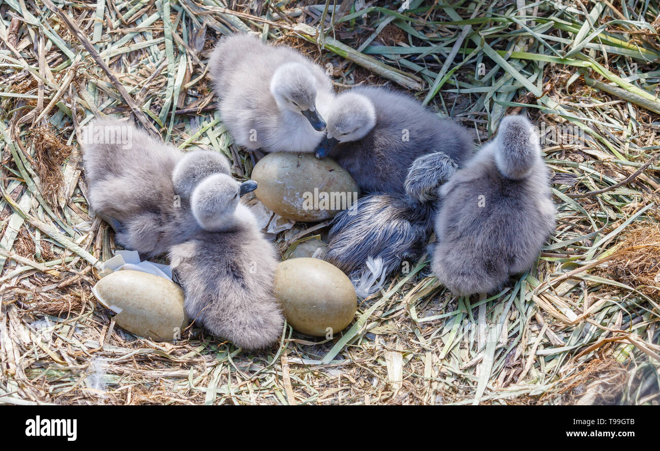 Frisch geschlüpfte Swan cygnets mit Swan Eier. Stockfoto