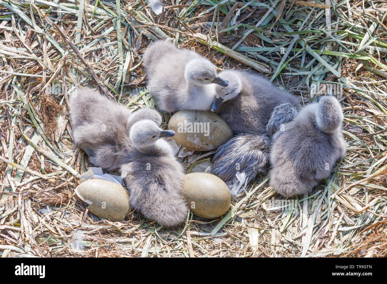 Frisch geschlüpfte Swan cygnets mit Swan Eier. Stockfoto