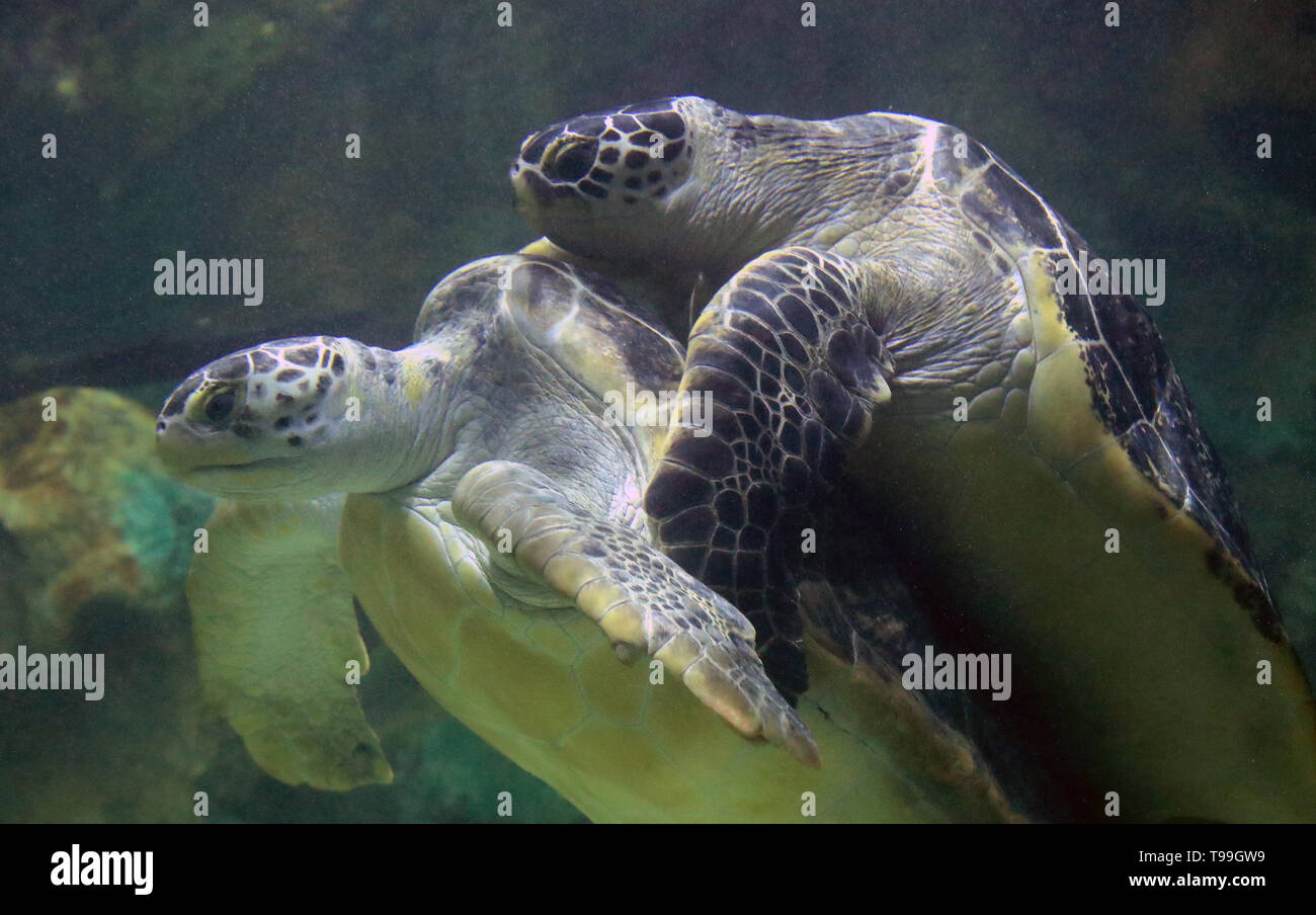 Gulliver (oben) und Lulu zwei grüne Meeresschildkröten, sind nach 8 Monaten auf See das Leben in Brighton wieder vereint. Stockfoto