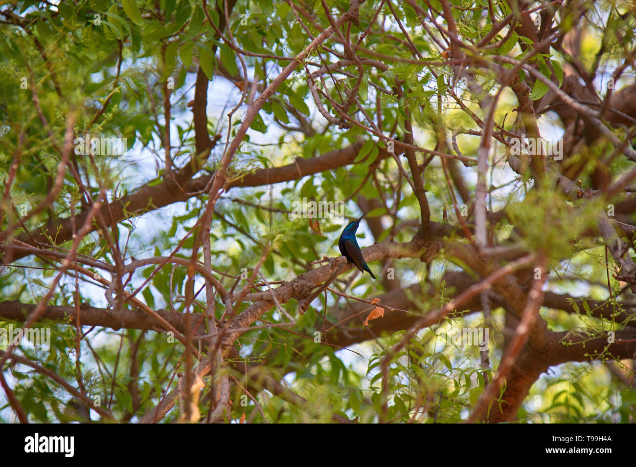 Indische Vögel. Lila Sunbird (Cinnyris asiaticus) in der Pagode Baumkrone, Paradies Vogel im Garten. Indien, Ausläufern der Ghats Stockfoto