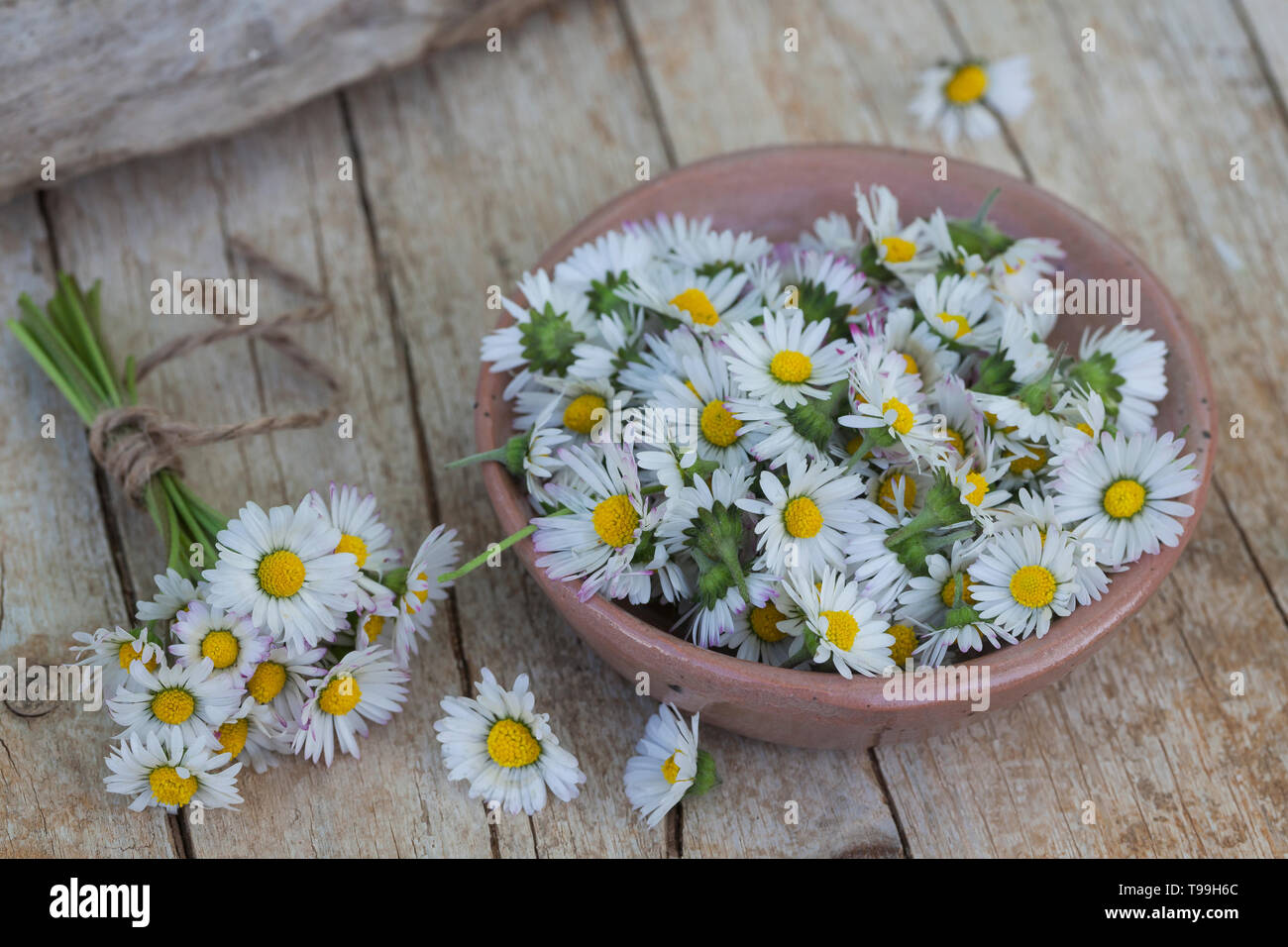 Gänseblümchen ernten, Ernte, Kräuterernte, Kräutersammeln, Ausdauerndes, mehrjähriges Gänseblümchen Gänseblümchen, Bellis Tausendschön, Maßliebchen, p Stockfoto