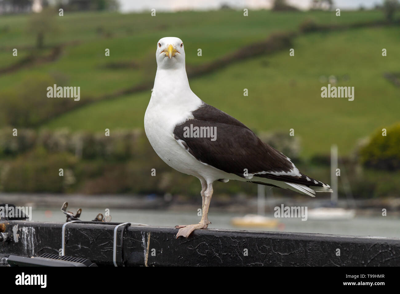 Schwarz Backed Gull Larus marinus in vollen Gefieder Stockfoto