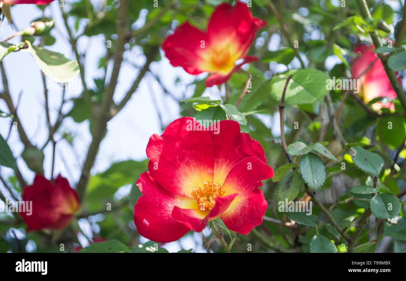 Wild Rose gnädig in der Mitte der Franciacorta wachsende Stockfoto