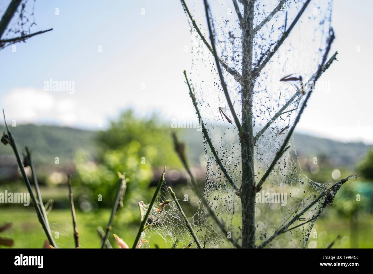 Natürliche Insektenfalle, Catcher, die von Mutter Natur gemacht Stockfoto