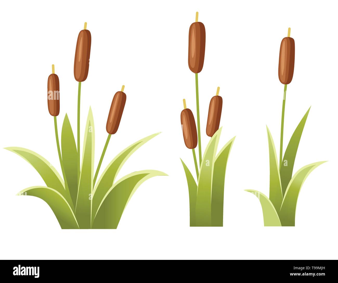 Satz von Schilf im grünen Gras. Reed Anlage. Grüne canegrass Sumpf. Flache Vector Illustration auf weißem Hintergrund. Clip Art für dekorieren Sumpf. Stock Vektor