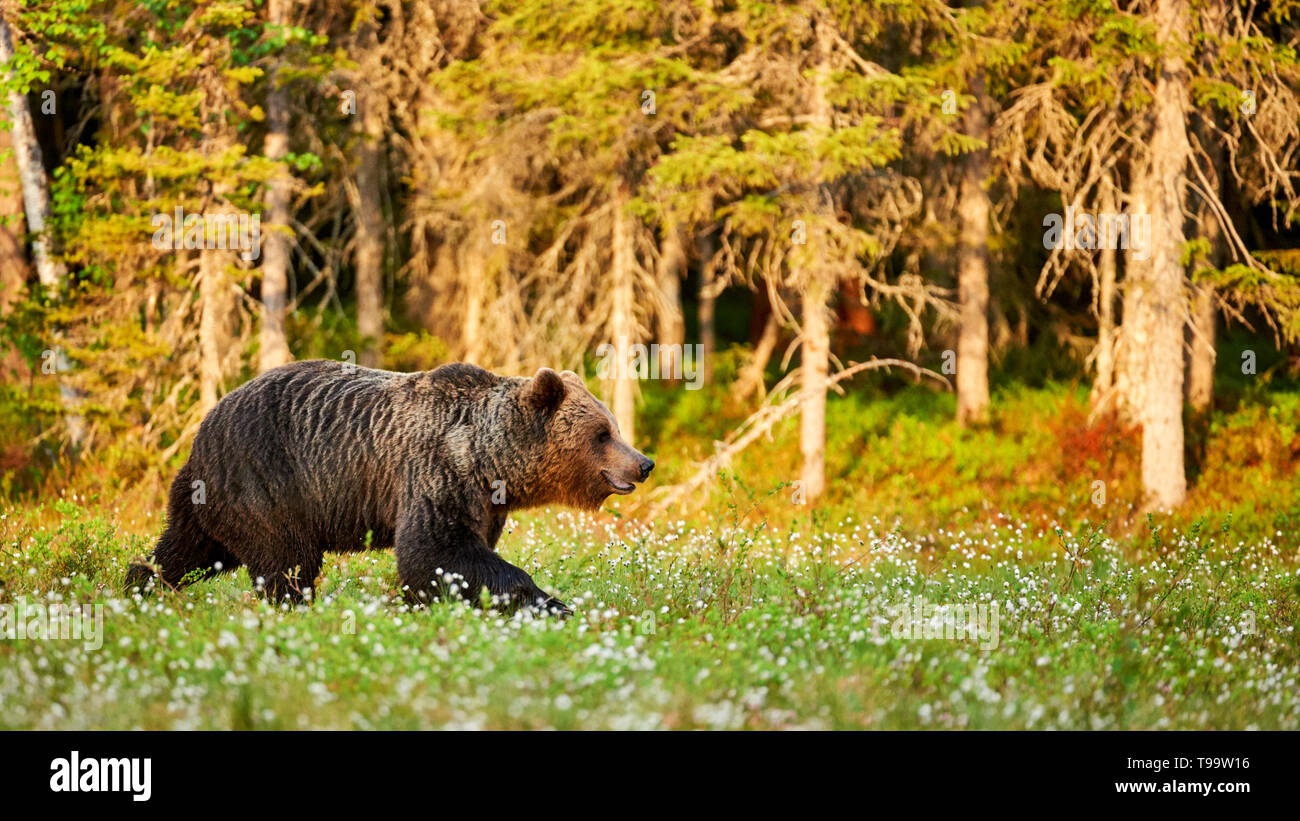 Wilde Braunbären Wandern in der grünen finnischen Taiga im Morgengrauen Stockfoto