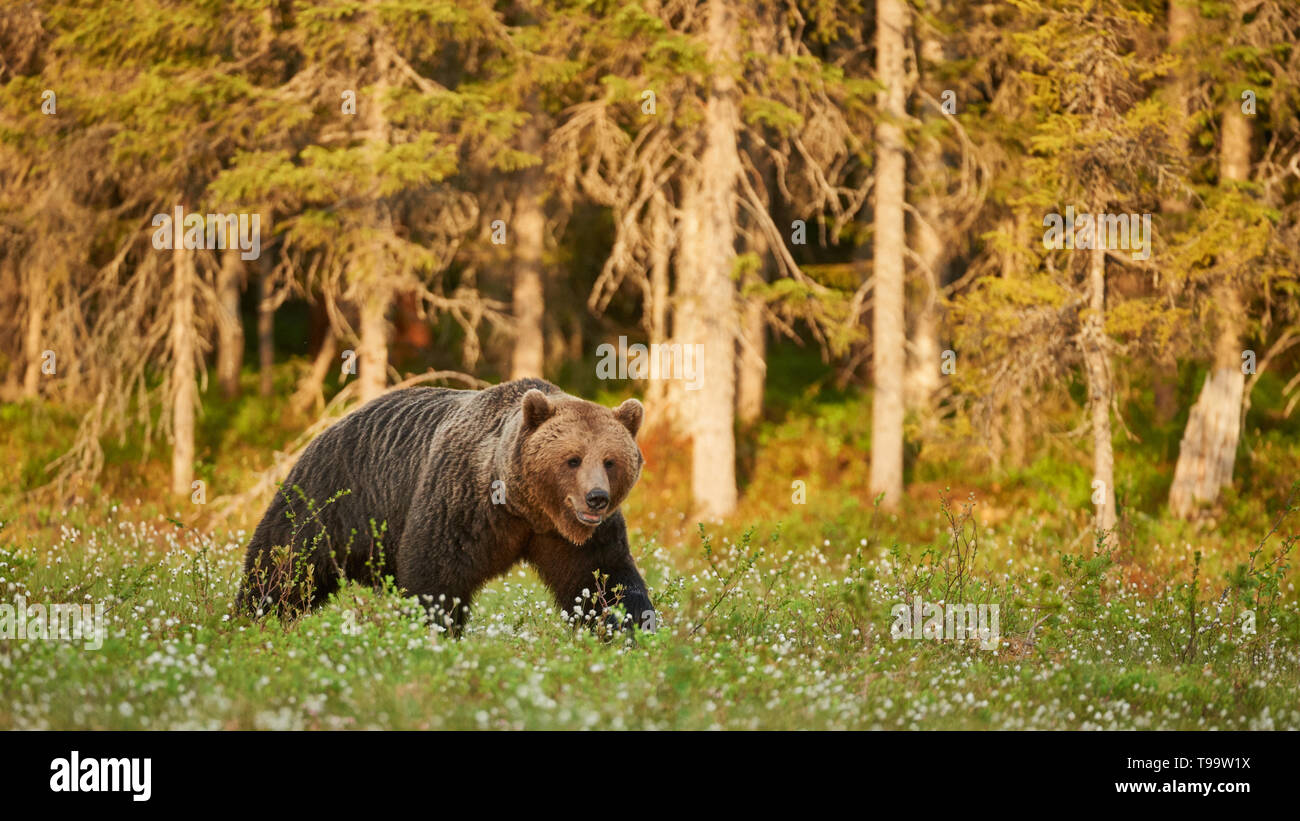 Wilde Braunbären Wandern in der grünen finnischen Taiga im Morgengrauen Stockfoto
