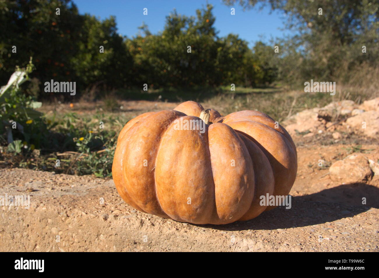 Ein großer Kürbis auf dem Boden des Feldes, im Hintergrund sind einige orange Bäumen Stockfoto