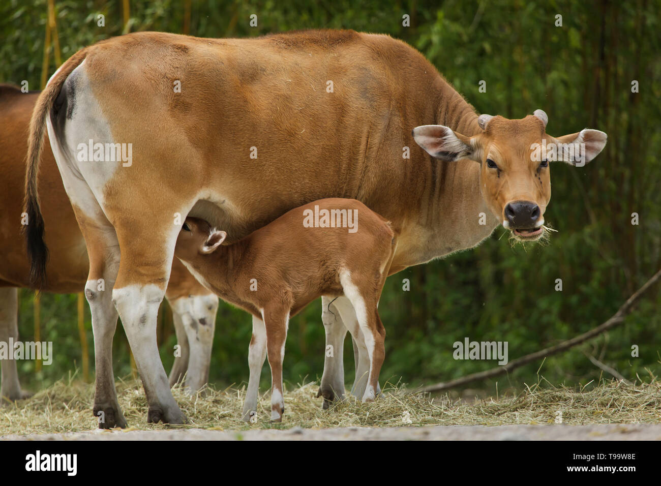 Javan banteng (Bos javanicus), das auch als Tembadau Fütterung ihrer neugeborenen Kalb in Hellabrunn Zoo (Tierpark Hellabrunn) in München, Bayern, Deutschland bekannt. Stockfoto
