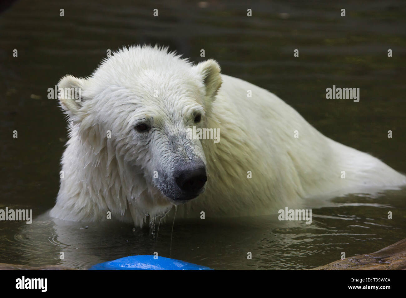 Eisbär (Ursus maritimus) Schwimmen im Tierpark Hellabrunn Zoo (Tierpark Hellabrunn) in München, Bayern, Deutschland. Stockfoto