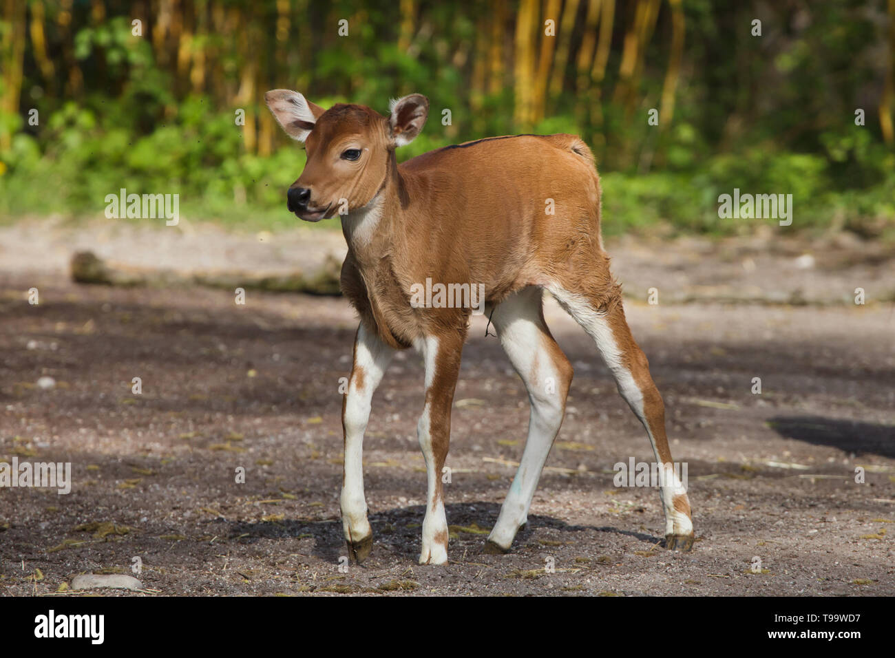 Neugeborene Javan banteng (Bos javanicus), auch bekannt als die Tembadau. Stockfoto