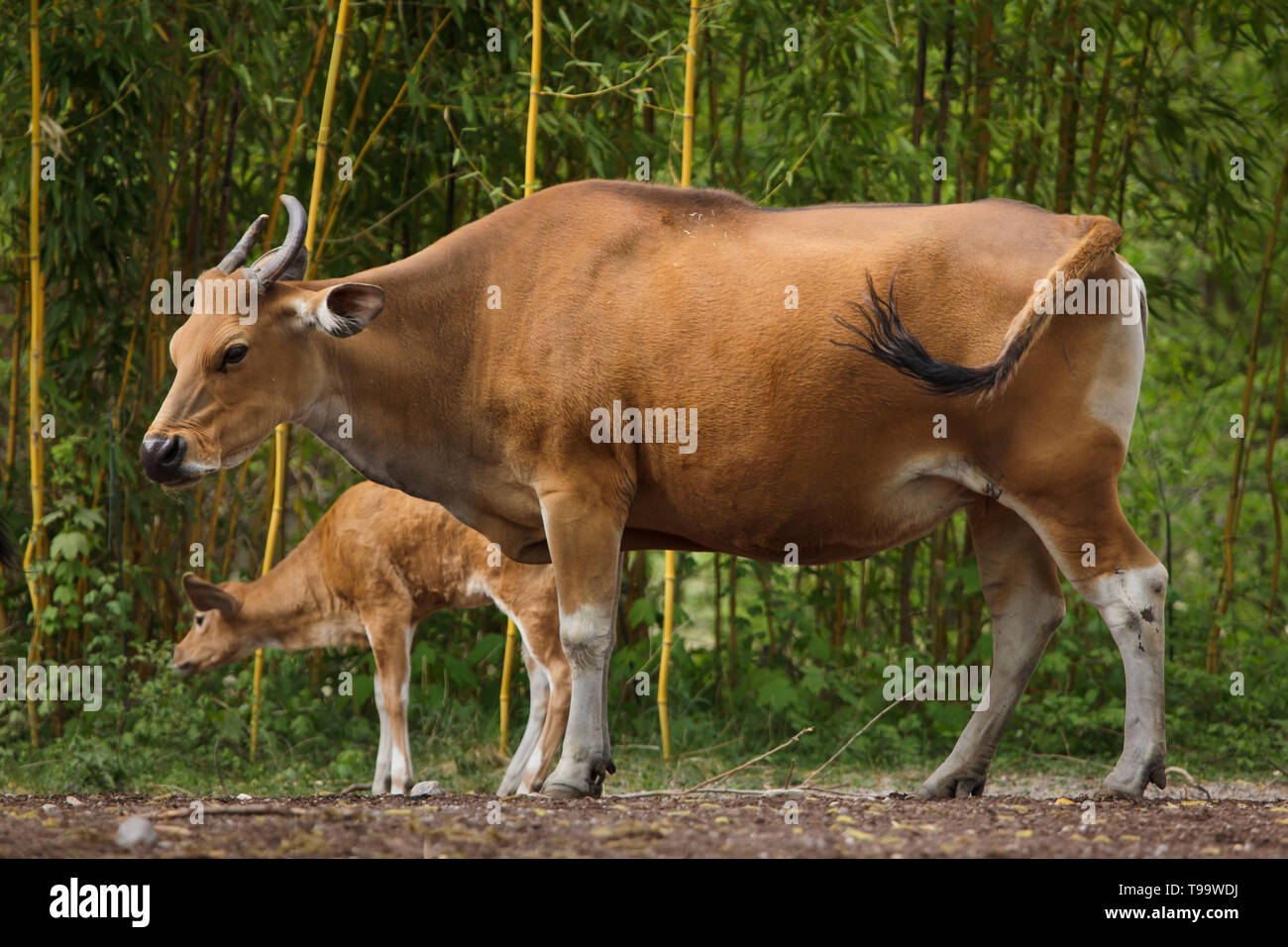 Javan banteng (Bos javanicus), das auch als Tembadau mit ihren neugeborenen Kalb bekannt. Stockfoto