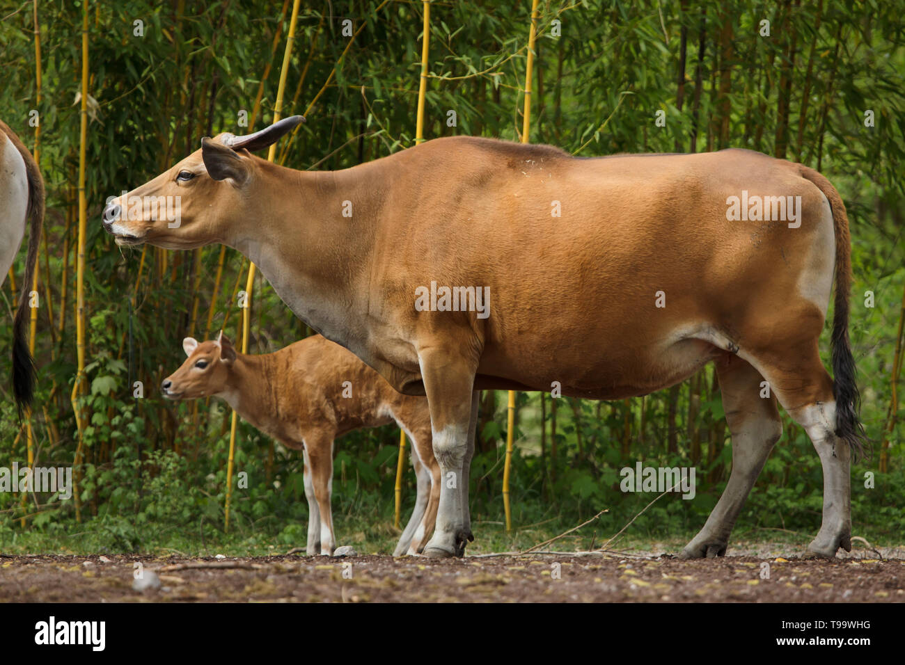 Javan banteng (Bos javanicus), das auch als Tembadau mit ihren neugeborenen Kalb bekannt. Stockfoto