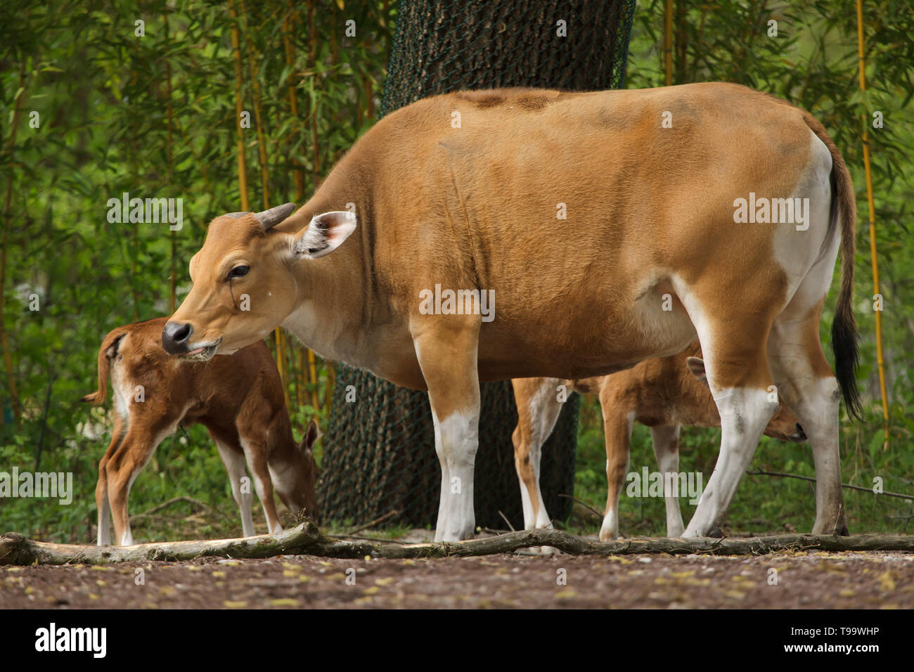 Javan banteng (Bos javanicus), das auch als Tembadau mit ihren neugeborenen Kälbern bekannt. Stockfoto