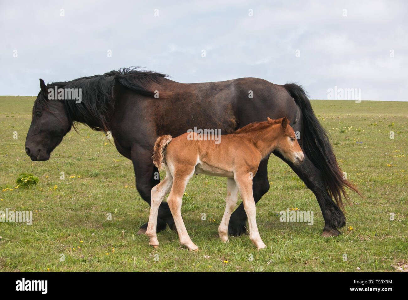 Portrait von schwarzen Stute mit ihrem Baby Fohlen Stockfoto
