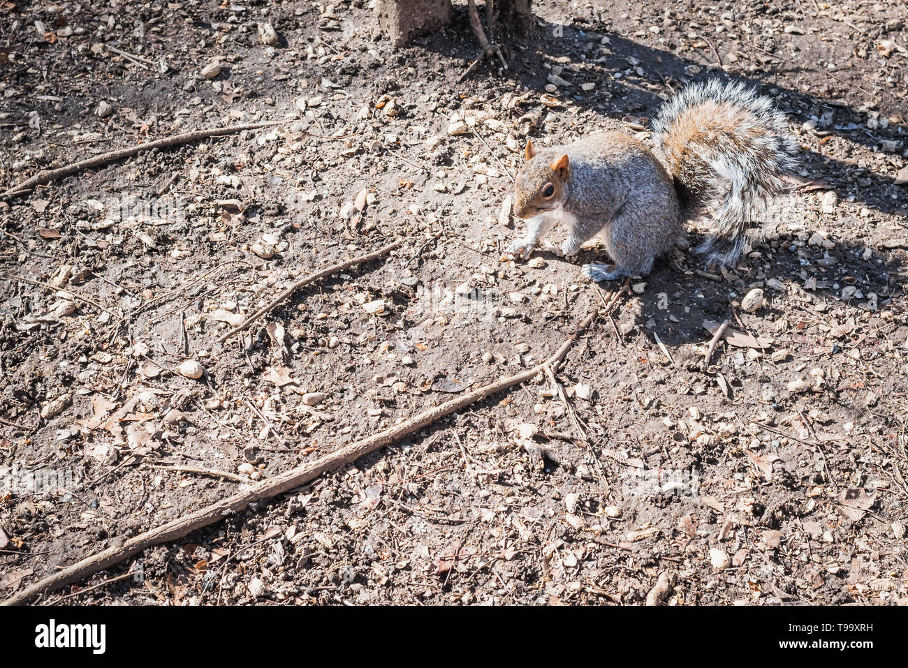 Eichhörnchen im Wald von Central Park am Ende des Winters in NY Stockfoto