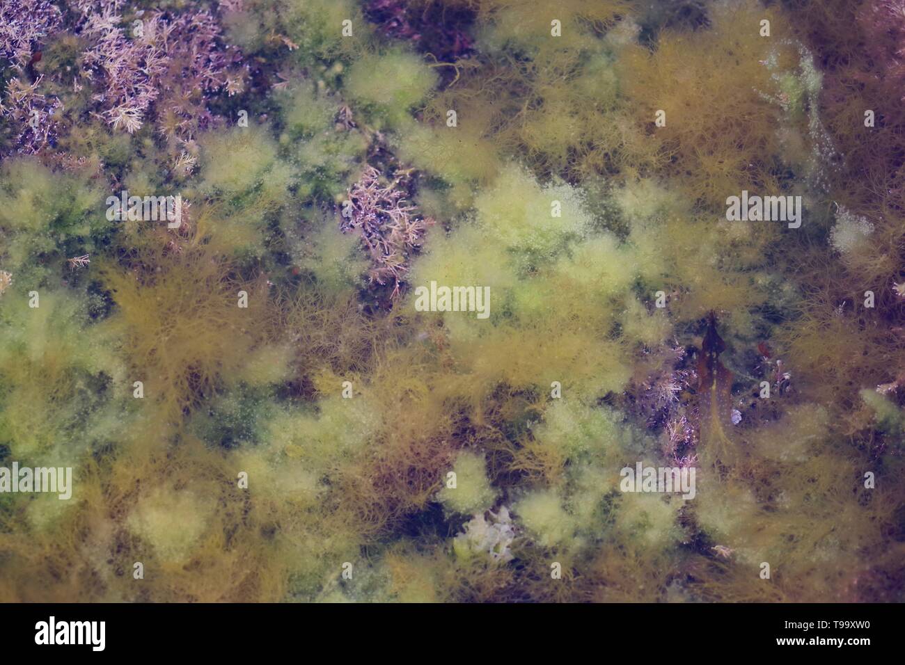 Darmkraut (Ulva intestinalis) und Korallenkraut (Corallina officinalis) in einem Steinppol in der Küstenzone. Fife, Küste. Schottland, Großbritannien. Stockfoto