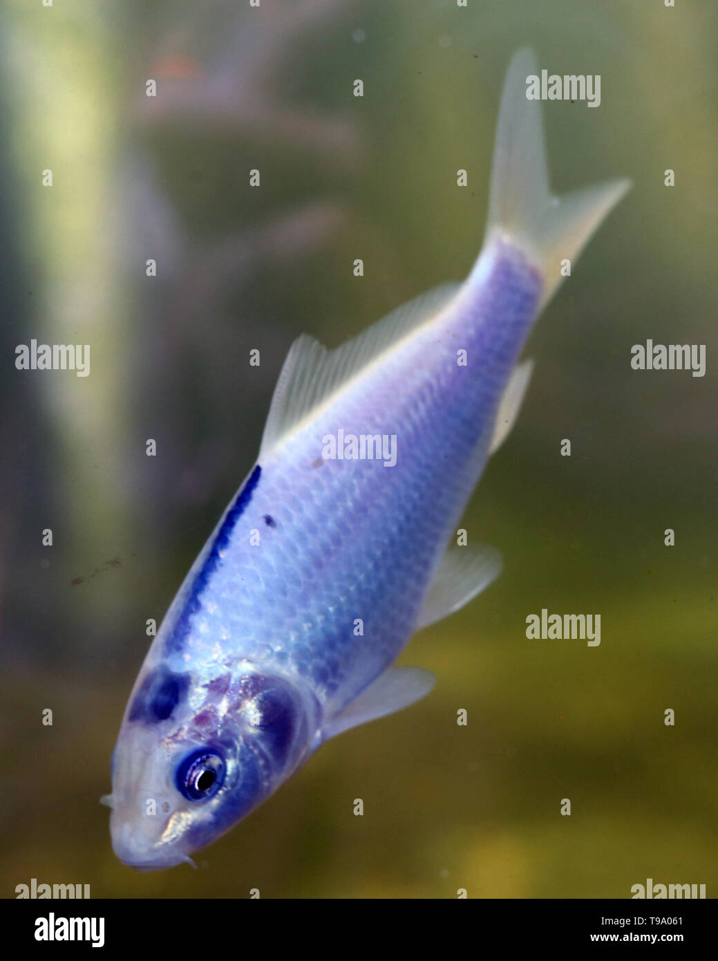 Kleine Fische, die Schwimmen unter Wasser. Der Fisch ist schön Pastellfarbenen und glänzend. Es ist blau, lila, rosa, weiß... Stockfoto