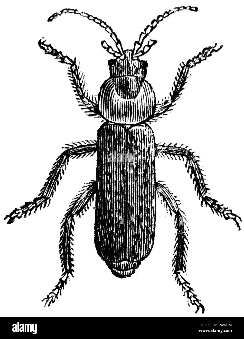 Holz graviert Illustration, von der "Schatzkammer der Natur" von Samuel Maunder, veröffentlicht 1848 Stockfoto