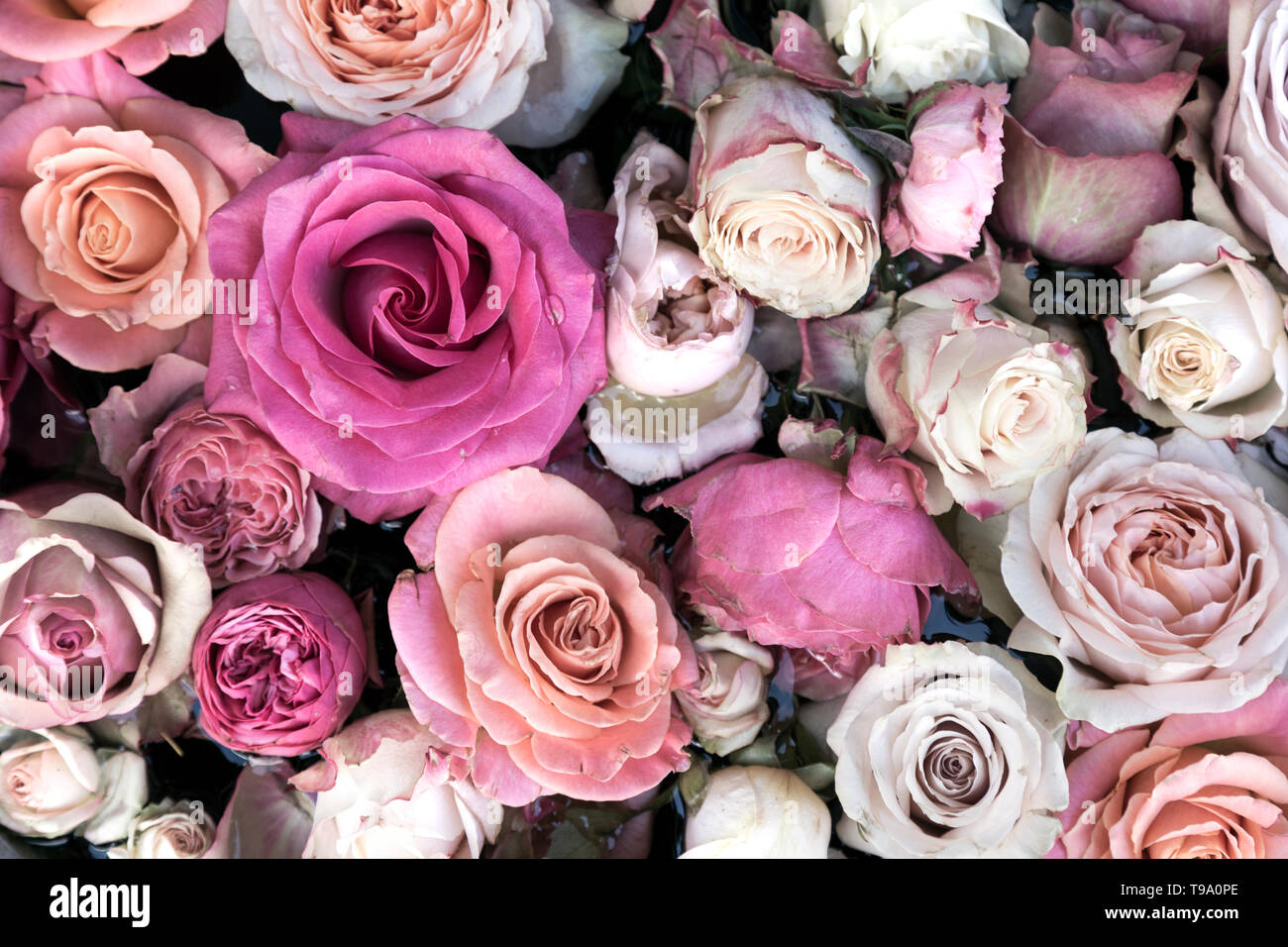 Hintergrund der rosafarbenen und weißen Rosen Stockfoto