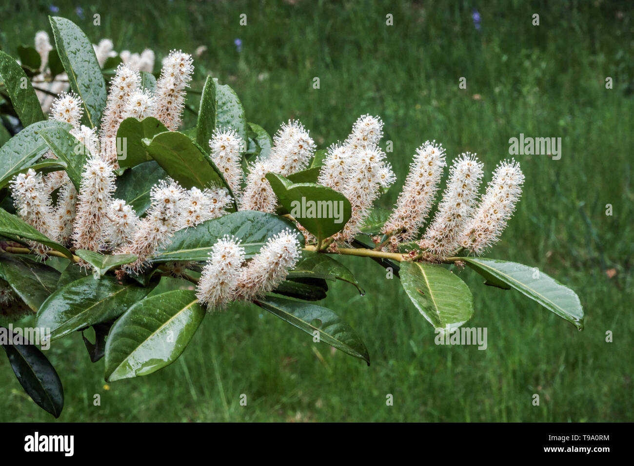Prunus laurocerasus Cherry Laurel Stockfoto