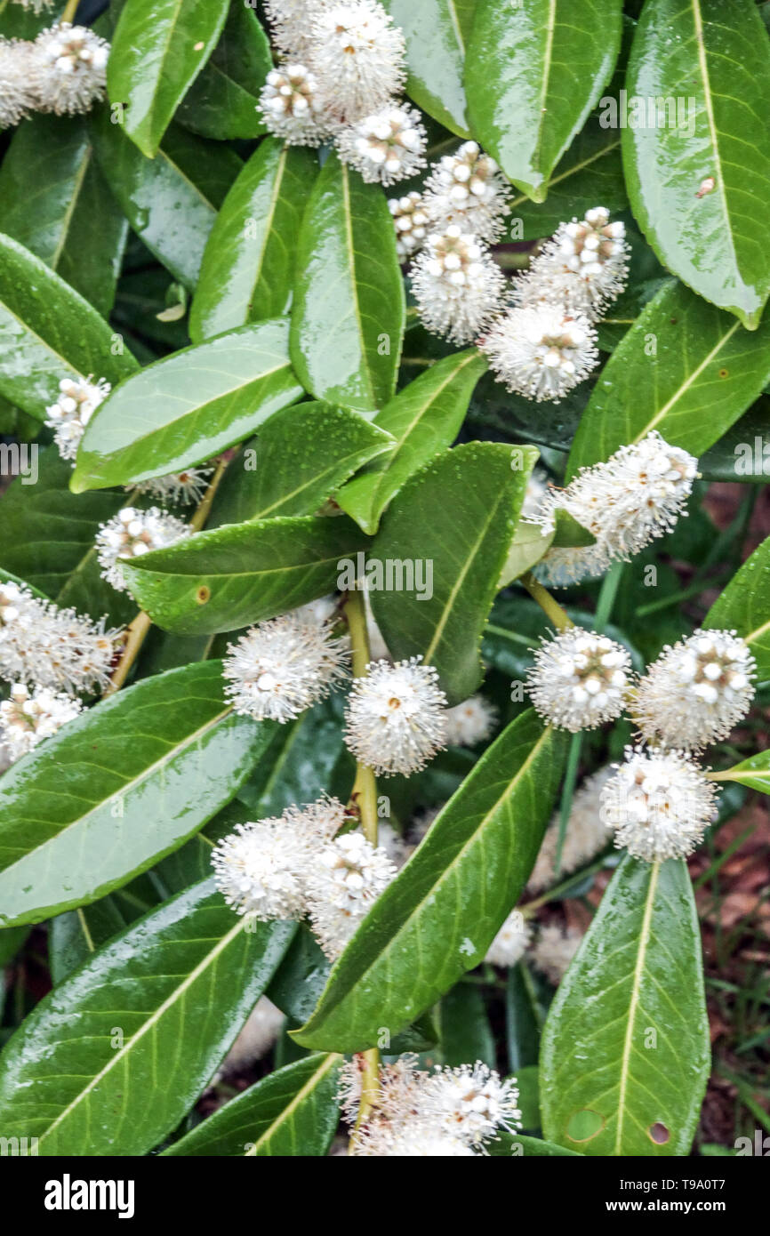 Prunus laurocerasus Cherry Laurel, Hecke Stockfoto