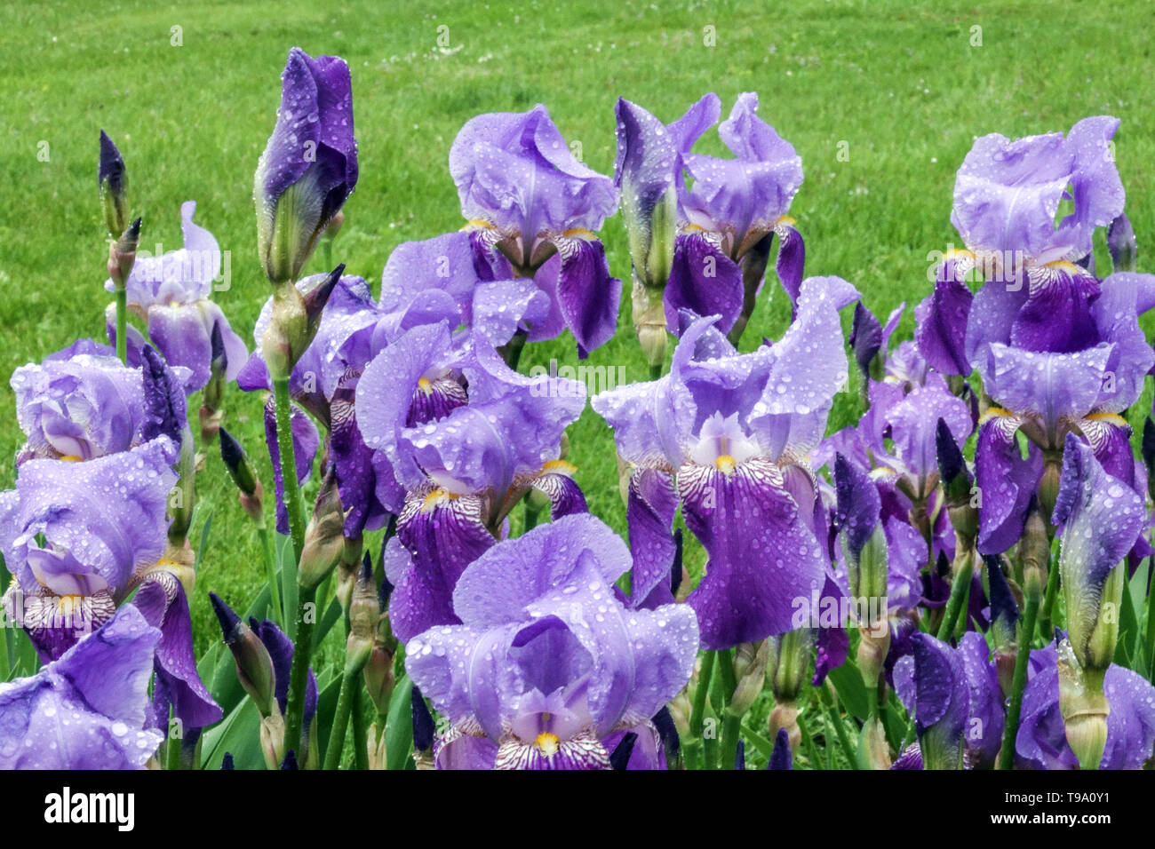 Blaue Schwertlilien, Iris germanica, Deutsche iris Stockfoto