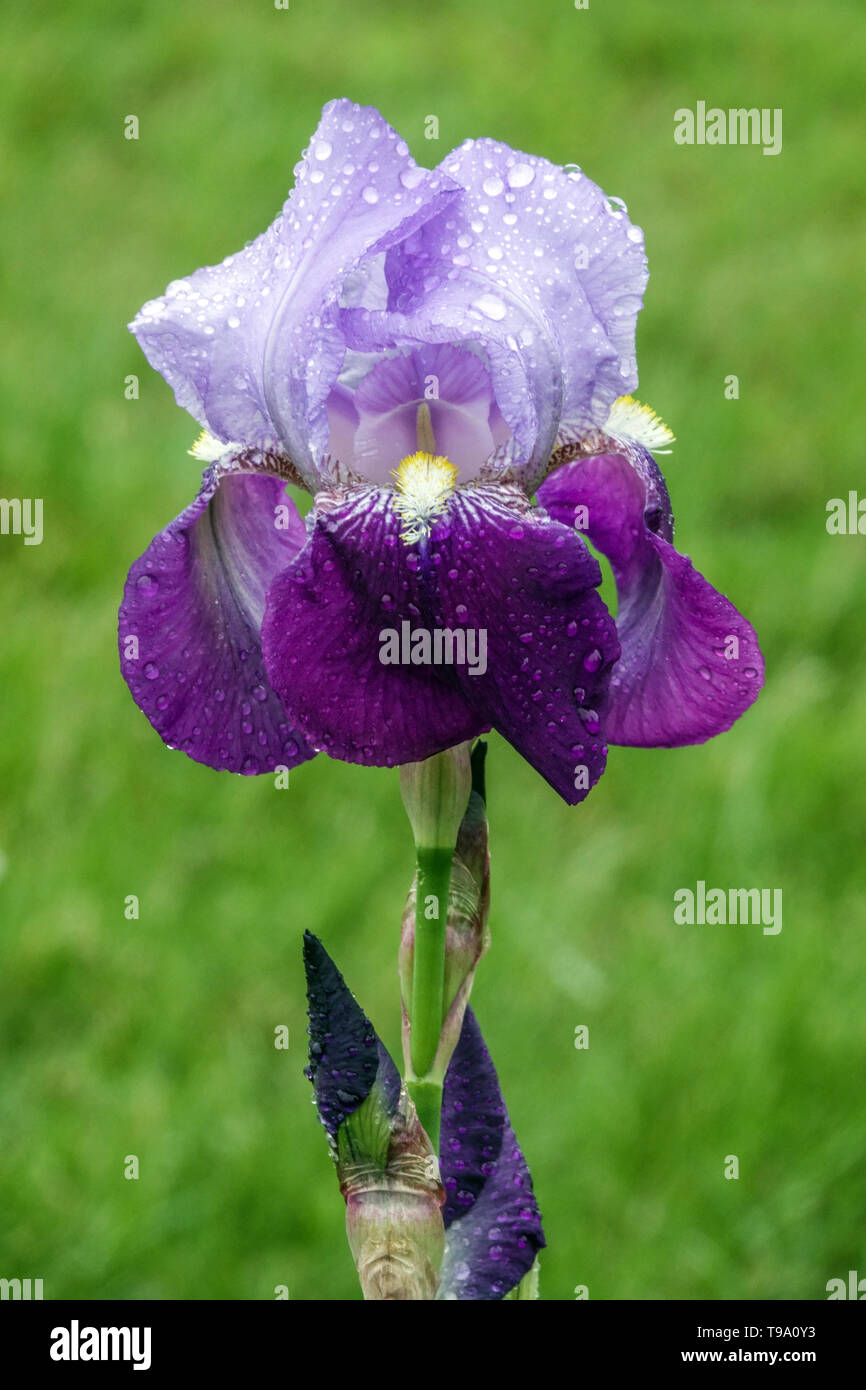 Deutsche Iris, Blau Iris Germanica, Wassertropfen auf Blume Stockfoto