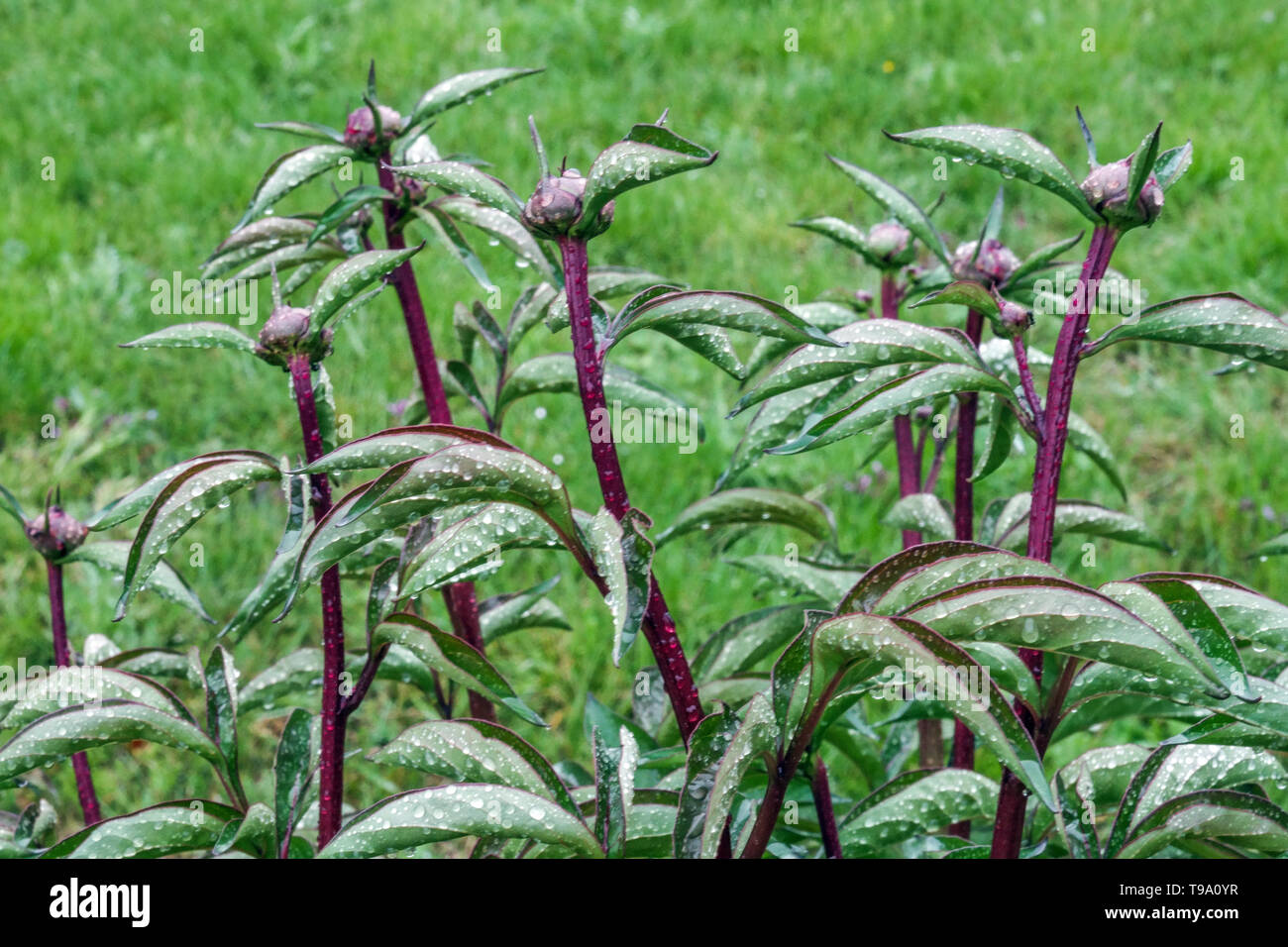 Paeonia lactiflora knospend, Pfingstrosen auf Stielen, Pfingstrosen Stämme Stockfoto